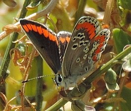 Spanish Brown Argus - Aricia cramera. © Teresa Farino